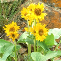 Yellow flowers  Opens in new window