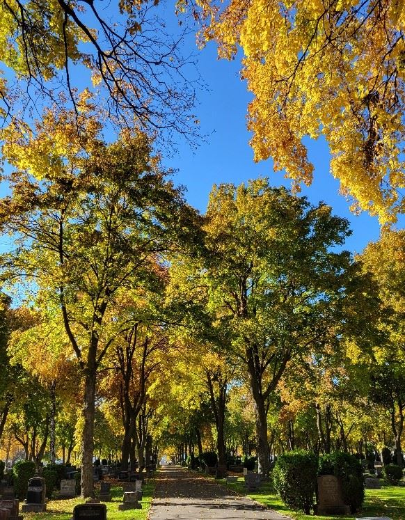 Cemetery street lined with trees during Autumn