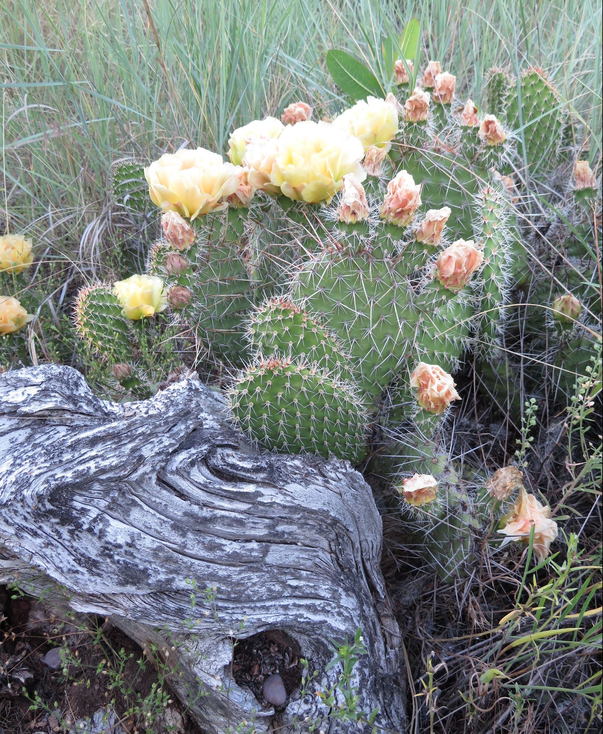 Clark Fork Native Prairie Flowering Prickly Pear